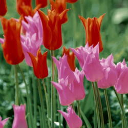 Serviettes en tissu tulipes du jardin
