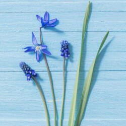 Servietten Zelltuch Blaue Blumen