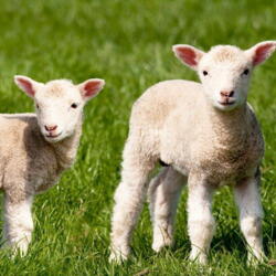 Zelltuch Servietten Farm Lamb