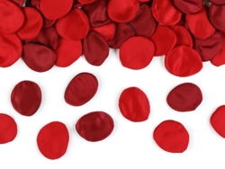 Pétales de roses roses