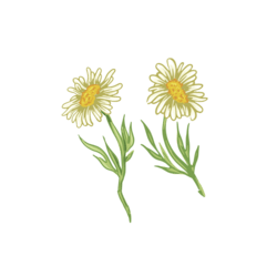 Bügelbild Realistische Astern