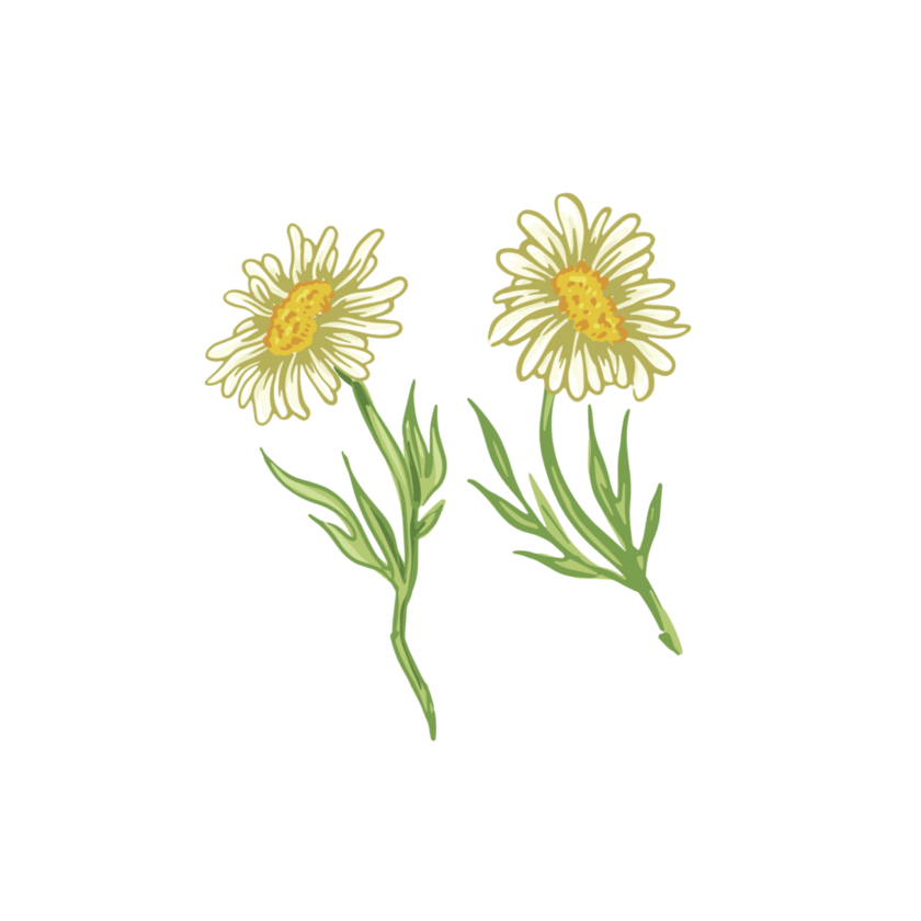 Bügelbild Realistische Astern