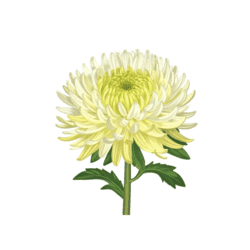 Bügelbild Realistische Astern